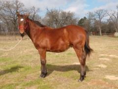 Rajah Reed JW <BR> AQHA 5947395